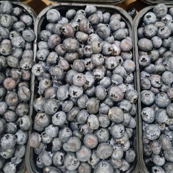 Отборная голубика 1 кг Россия
