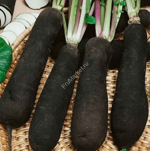 Редька Дайкон черная 1 кг
