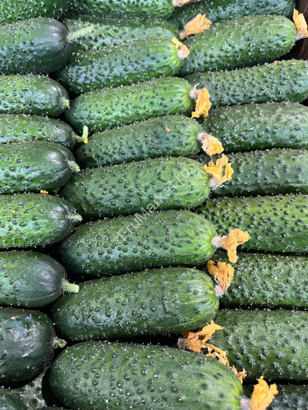 Огурцы Корнишоны 1 кг