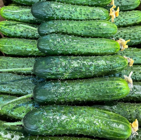 Огурцы Кураж 1 кг