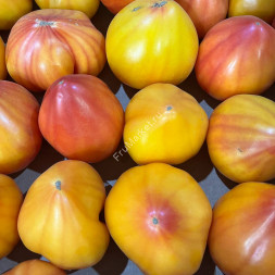 Помидоры Мадрид Беларусь 1 кг