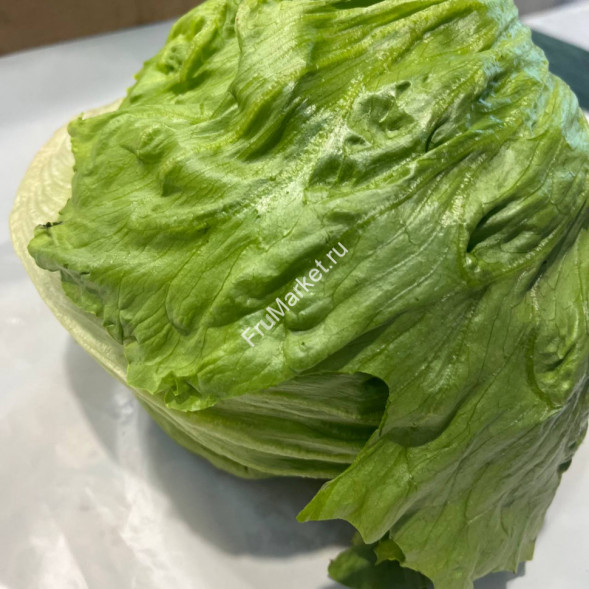 Салат айсберг 1 кг