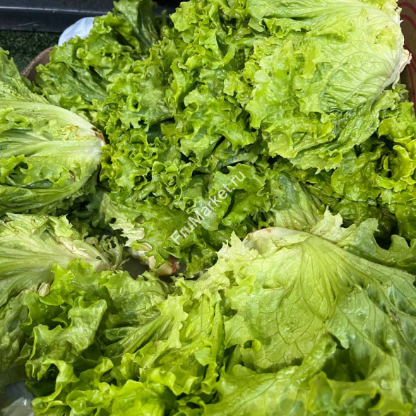 Листья салата 0.5 кг