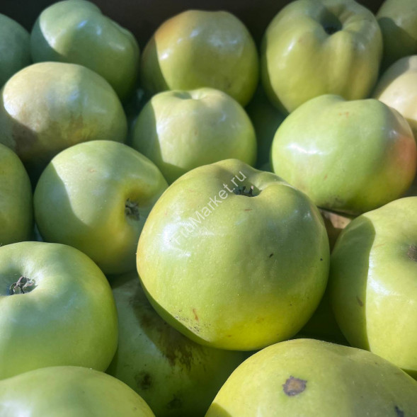 Яблоки Антоновка Россия 1 кг