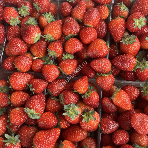 Свежая клубника 1 кг