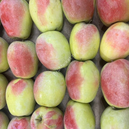 Яблоки Синап Крым 1 кг