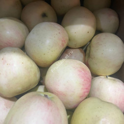 Яблоки Вишневка 1 кг