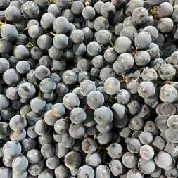 Виноград Виноград Изабелла Молдавия 1 кг