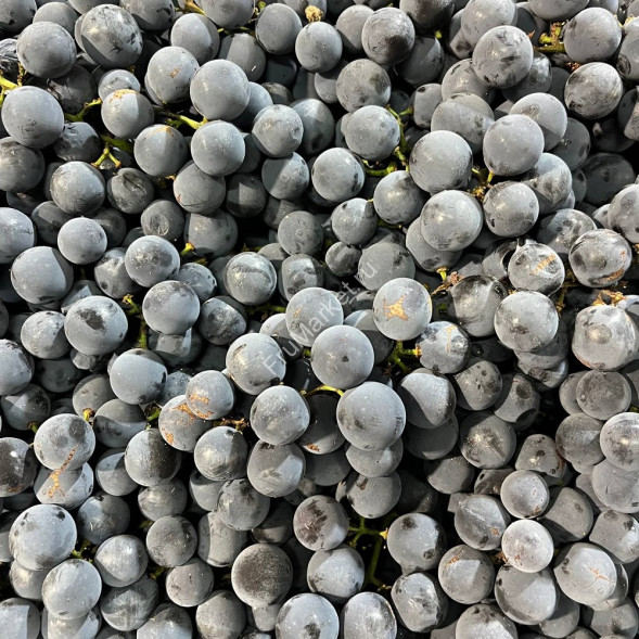 Виноград Виноград Изабелла Молдавия 1 кг