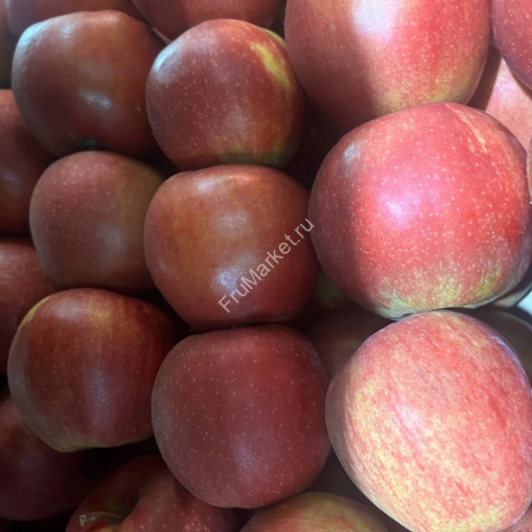 Яблоки Чемпион Россия 1 кг