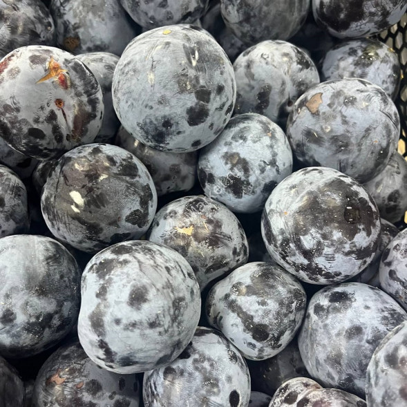 Слива Анжелина Дагестан 1 кг