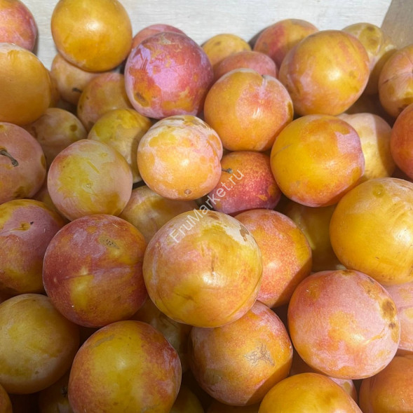 Слива Желтая Дагестан 0.5 кг