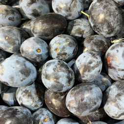 Слива Кабардинка 0.5 кг