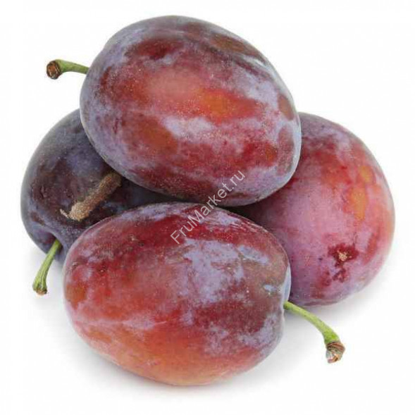 Слива Красная Венгерка 0.5 кг