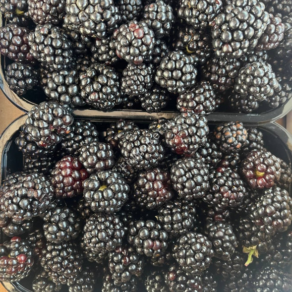 Ежевика 0.5 кг Россия